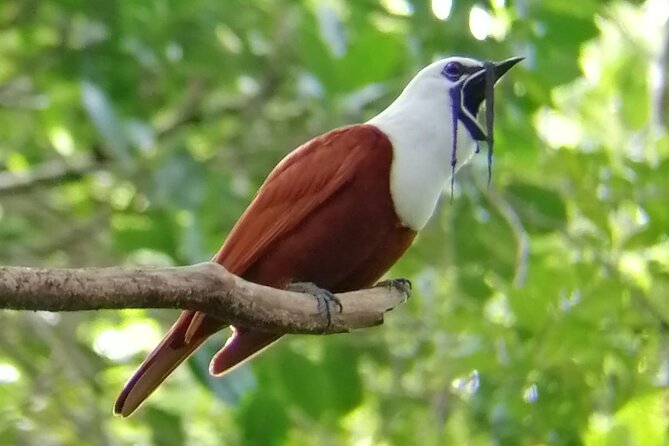 Curicancha Birdwatching Tour - Key Points
