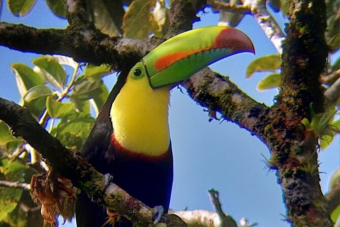 Curicancha Birdwatching Tour - Location and Duration
