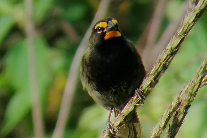 Curicancha Birdwatching Tour - Meeting Point and Contact