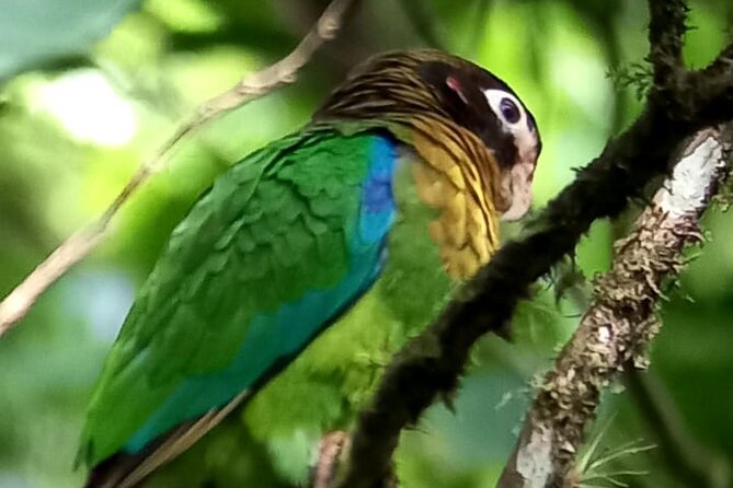 Curicancha Birdwatching Tour - Tour Schedule