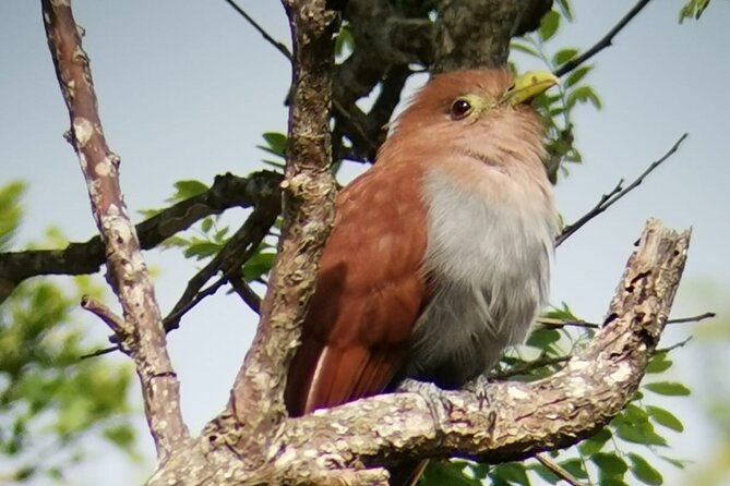 Curicancha Birdwatching Tour - Accessibility and Policies