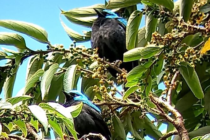 Curicancha Birdwatching Tour - Birdwatching Highlights