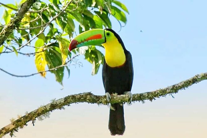 Curicancha Birdwatching Tour - Included Amenities