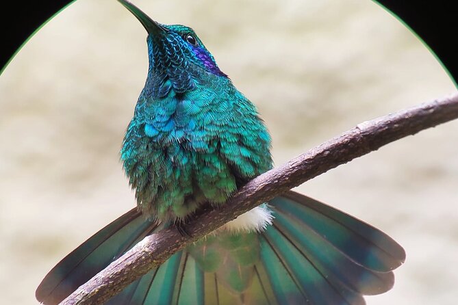 Curicancha Birdwatching Tour - Tour Capacity and Accessibility