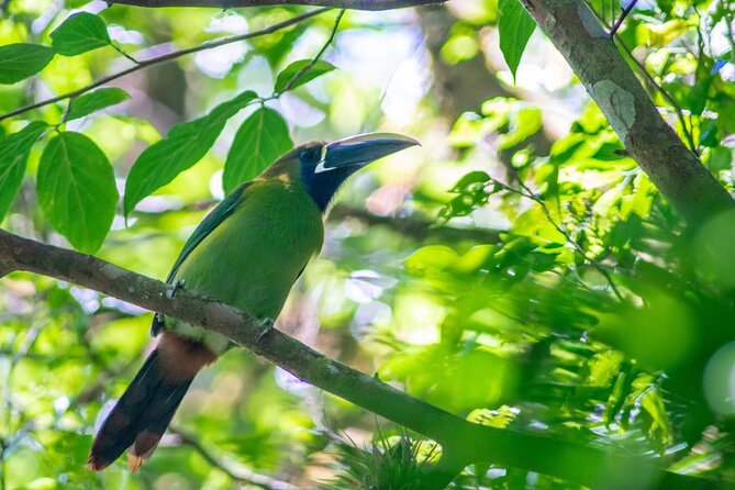 Curicancha Reserve Birdwatching Tour - Key Points