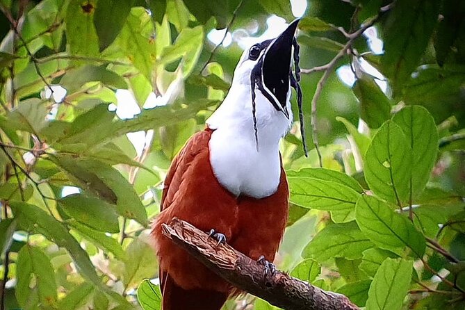 Curicancha Reserve Birdwatching Tour - Accessibility and Participation
