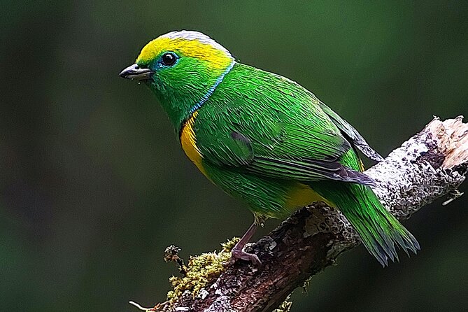 Curicancha Reserve Birdwatching Tour - Cancellation and Booking Information