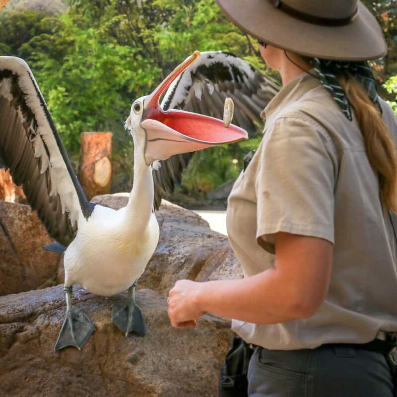 Currumbin Wildlife Sanctuary Entry Ticket - Key Points