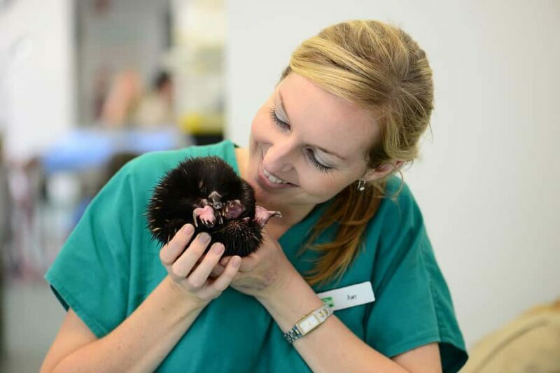 Currumbin Wildlife Sanctuary Entry Ticket - Final Thoughts: Who Should Visit?