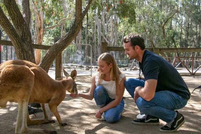 Currumbin Wildlife Sanctuary Ticket - Feeding and Riding