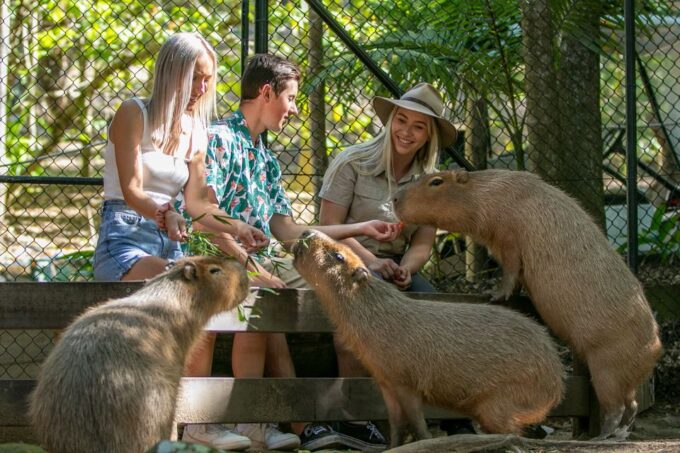 Currumbin Wildlife Sanctuary Ticket - Accessibility and Photos