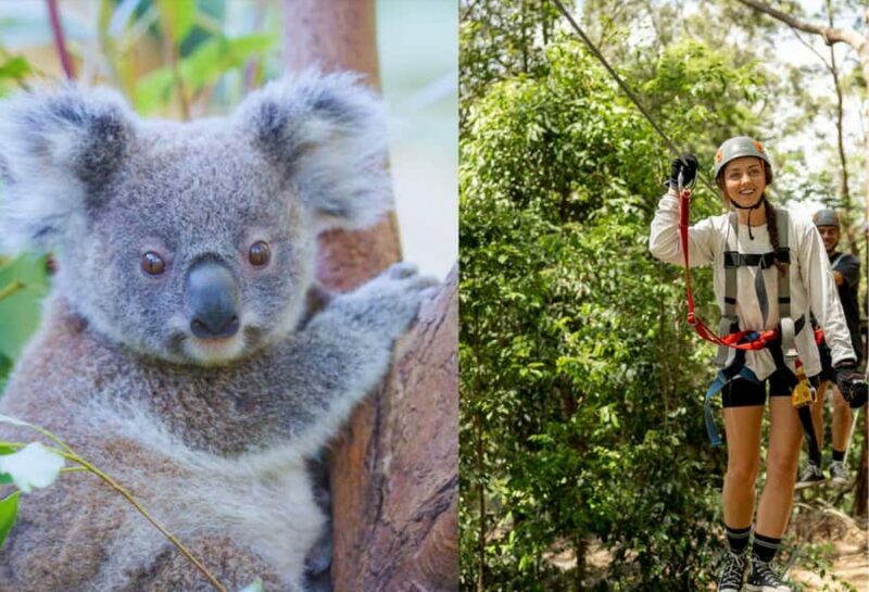Currumbin Wildlife Sanctuary & TreeTop Challenge Combo - An Inside Look at What to Expect