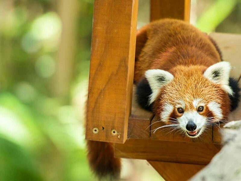 Currumbin Wildlife Sanctuary & TreeTop Challenge Combo - Authentic Experiences and Personal Touches