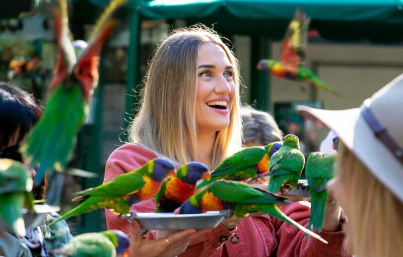 Currumbin Wildlife Sanctuary & TreeTop Challenge Combo - FAQ