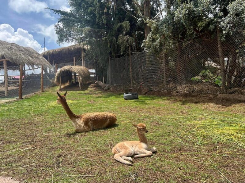 Cusco: Alpaca and Llama Farm Tour W/ Transfer & Weaving Demo - Key Points
