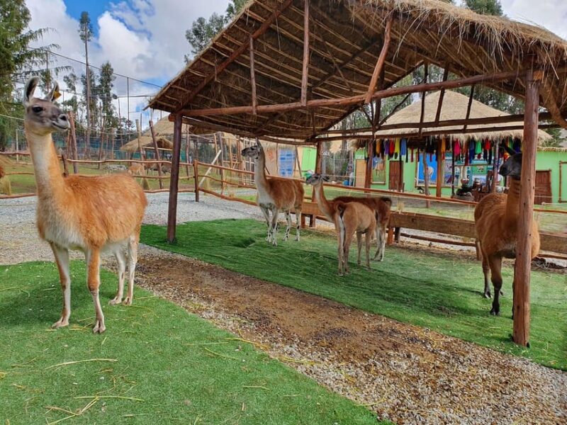 Cusco: Alpaca and Llama Farm Tour W/ Transfer & Weaving Demo - Itinerary