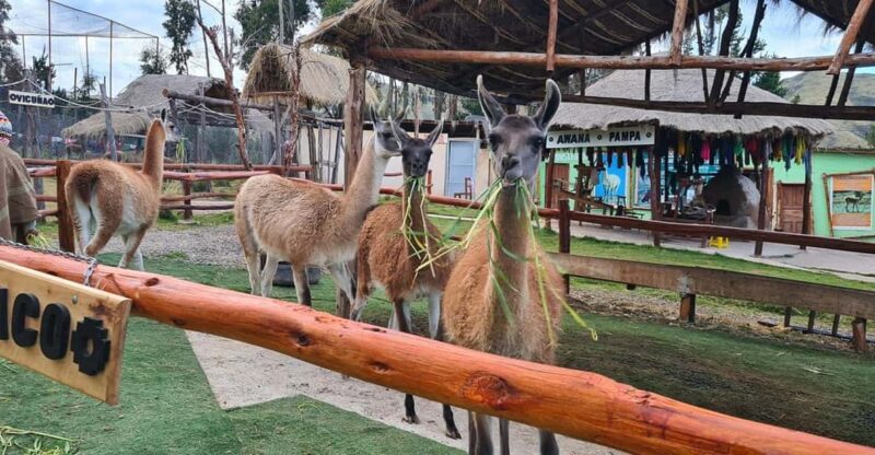 Cusco: Alpaca and Llama Farm Tour W/ Transfer & Weaving Demo - Weaving Demonstration