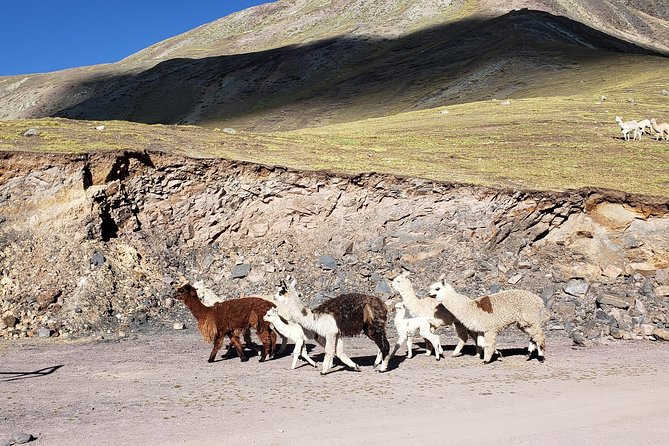 Cusco: Alpaca and Llama Farm Tour With Transfer & Weaving Demo - Cancellation Policy