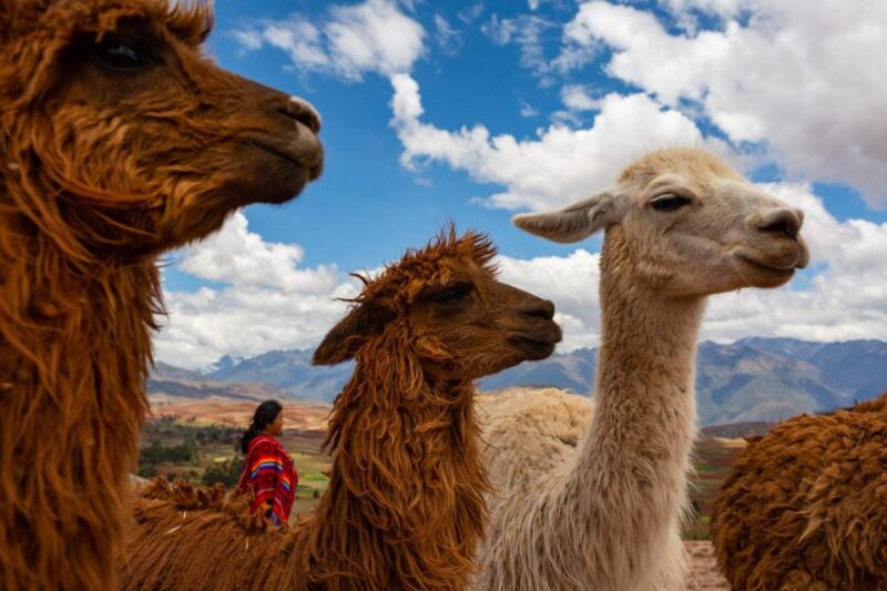 Cusco: Alpaca Therapy + Healing With Clay |Lunch - Private| - Transportation and Logistics