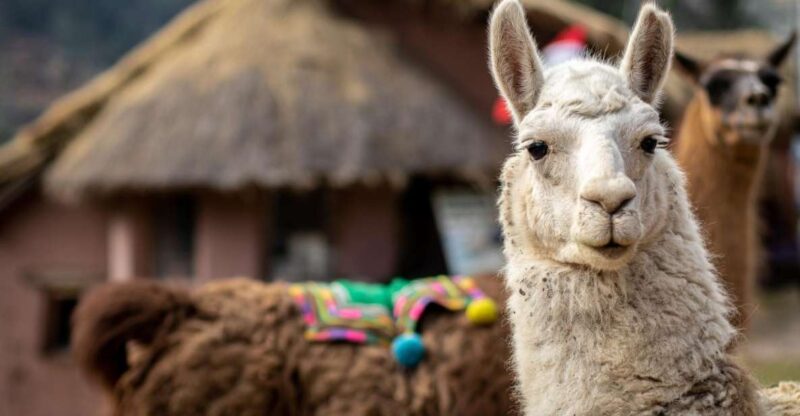 Cusco: Alpaca Therapy in the Cuyo Chico Community |Half Day| - Experience Highlights