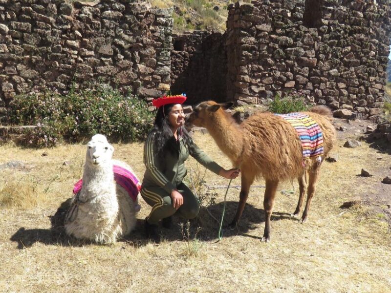 Cusco: Alpaca Therapy in the Cuyo Chico Community |Half Day| - Booking Information