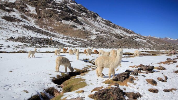Cusco: Ausangate Tour Seven Lagoons + Meals - Tour Duration