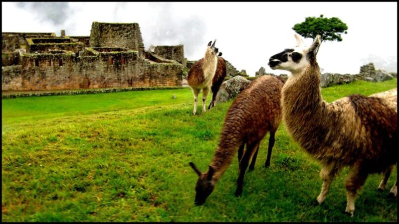 Cusco: City Tour Cusco Sacred Valley and Machu Picchu 4 Days - Itinerary: Day 3 - Machu Picchu Excursion