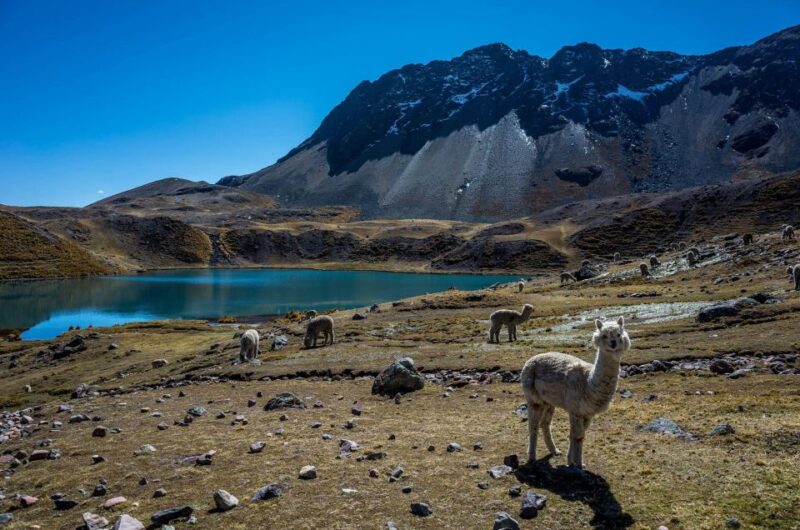 Cusco: Excursion to Ausangate 7 Lakes + Lunch - Inclusions and Fees