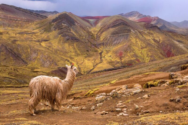 Cusco: Full-Day Private Hike to Palcoyo Rainbow Mountain - Inclusions