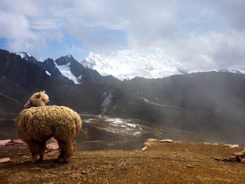 Cusco: Full-Day Tour to Rainbow Mountain With Hike and Meals - Itinerary and Experience