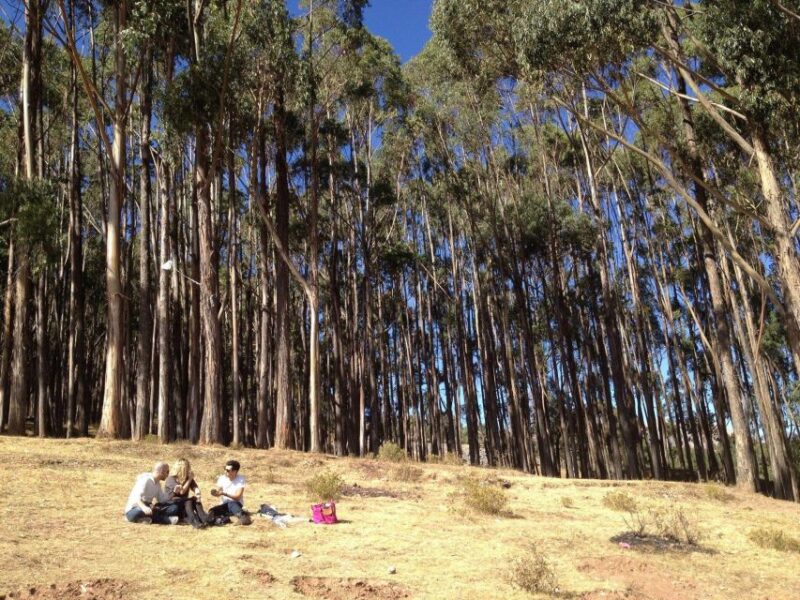 Cusco: Qenqo Eucalyptus Forest + Andean Picnic + Painting - Itinerary