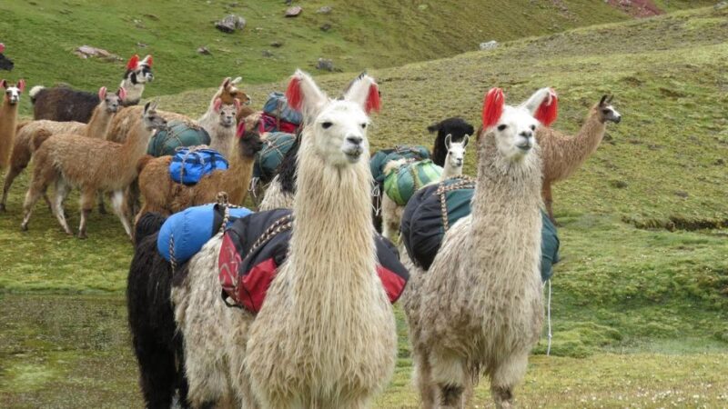 Cusco: Rainbow Mountain and Red Valley Trip With 2 Meals - Participant Guidelines