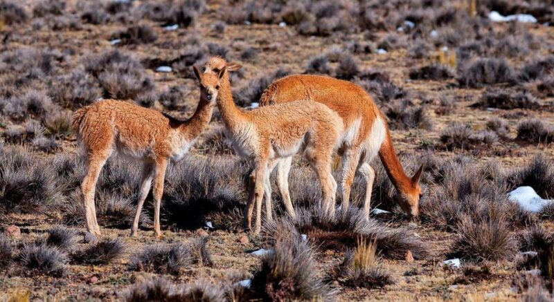 Cusco: Trip Puno, Arequipa by Luxury Train Andean Explorer - Important Information
