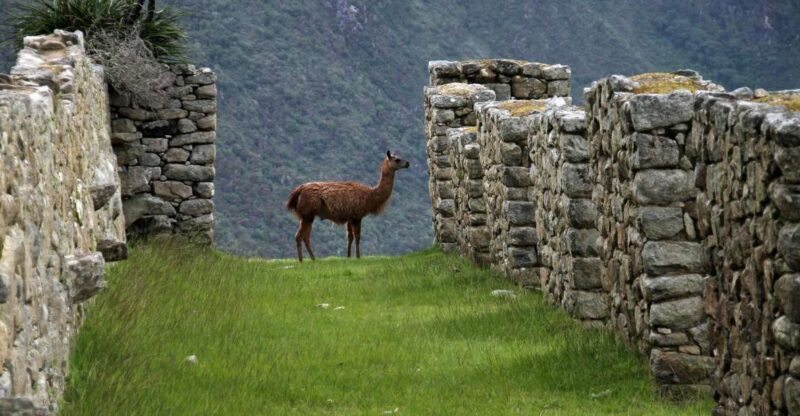Cusco:Salkantay Trek 4 Days 3 Nights to Machu Picchu & Meals - Itinerary Highlights
