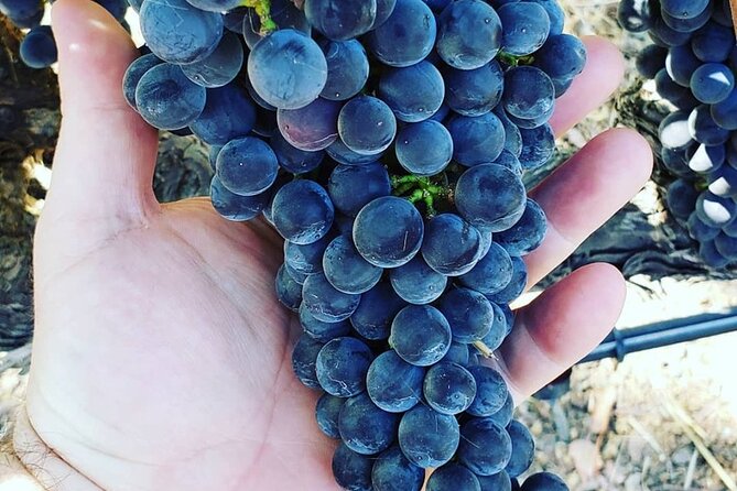 Custom 6-Hour Napa Valley Wine Tour in a Luxury Vehicle - Booking Details