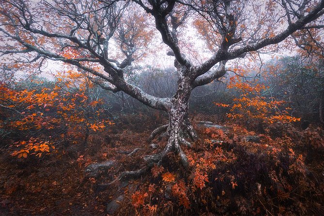 Custom Half-Day Photo Tour With Photography Lessons From Asheville - Meeting and Pickup