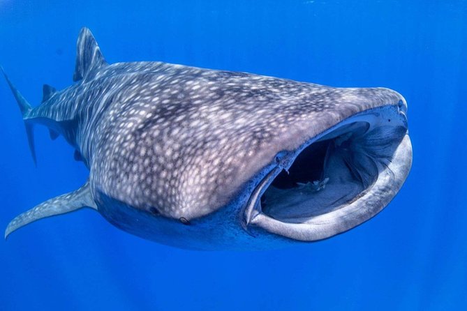 Custom Private Adventure - Whale Watching