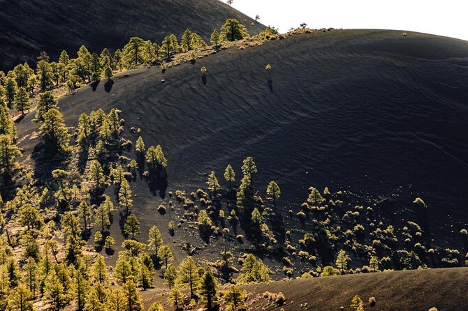 Custom Private Flagstaff Day Tour From Phoenix - Key Points