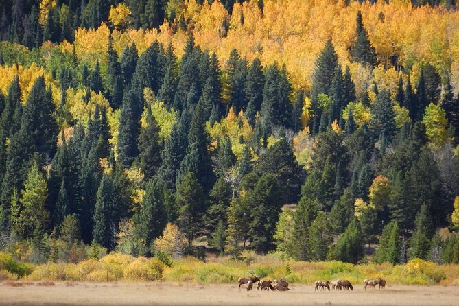Custom Private Rocky Mountain National Park Half Day Tour - Tour Experience