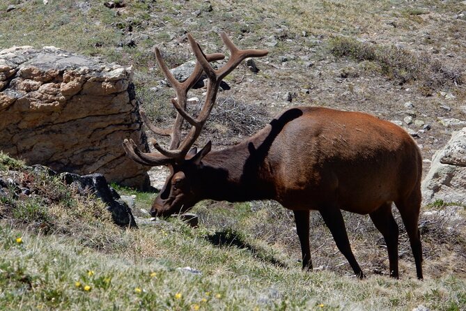 Custom Private Rocky Mountain National Park Half Day Tour - Positive Feedback