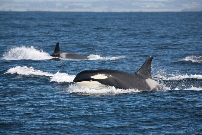 Customizable Private Tour in Ketchikan With Pick up - Cancellation Policy
