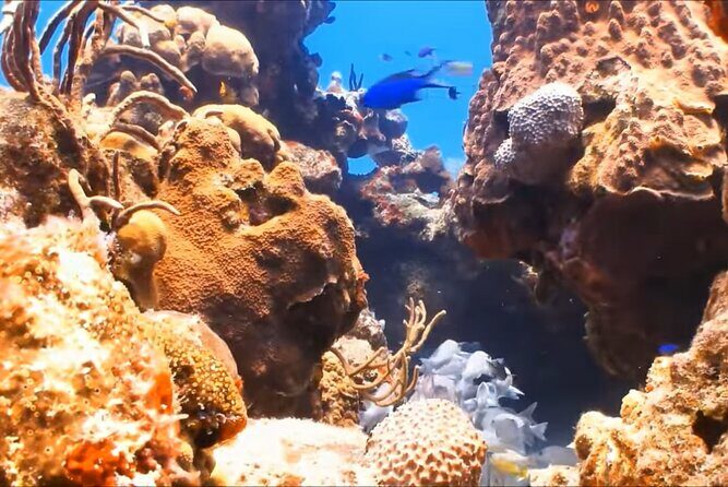 Customize Snorkeling with Option shopping Lunch & Stop local food - The Itinerary: What to Expect on Your Snorkeling Day in Montego Bay