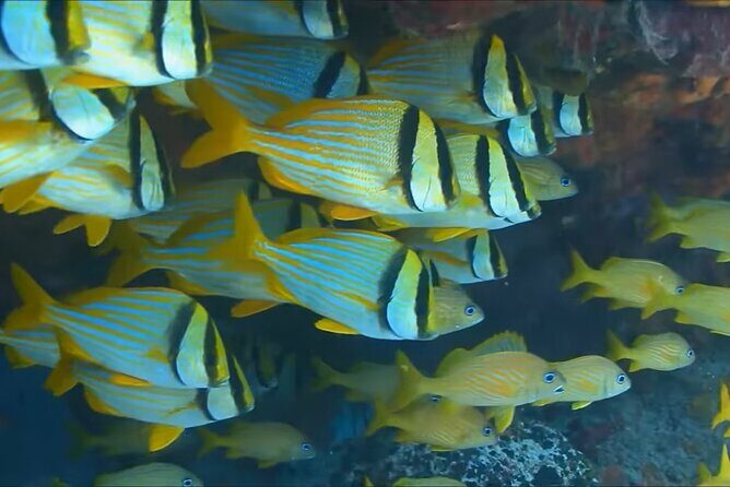 Customize Snorkeling with Option shopping Lunch & Stop local food - Authentic Experiences and Real Traveler Feedback