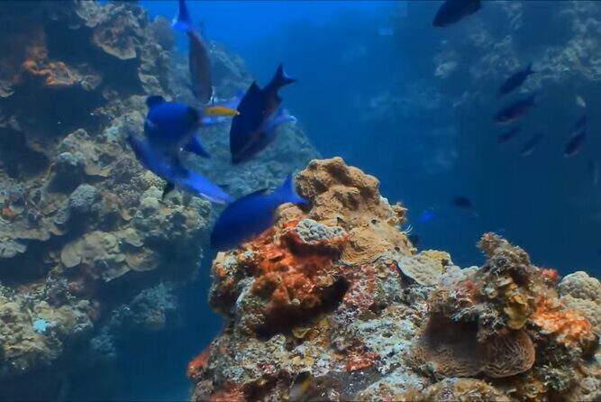 Customize Snorkeling with Option shopping Lunch & Stop local food - Analyzing the Value: Is It a Good Deal?