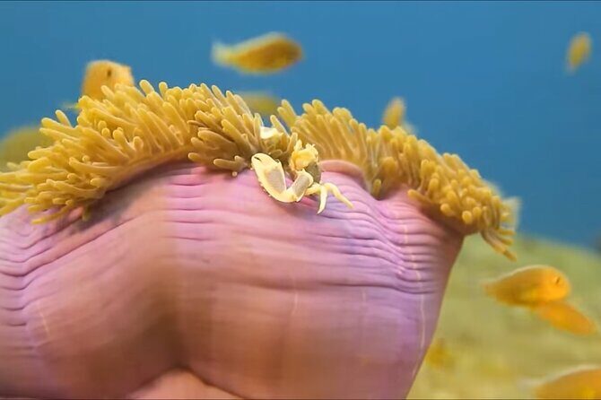 Customize Snorkeling with Option shopping Lunch & Stop local food - The Experience in a Nutshell