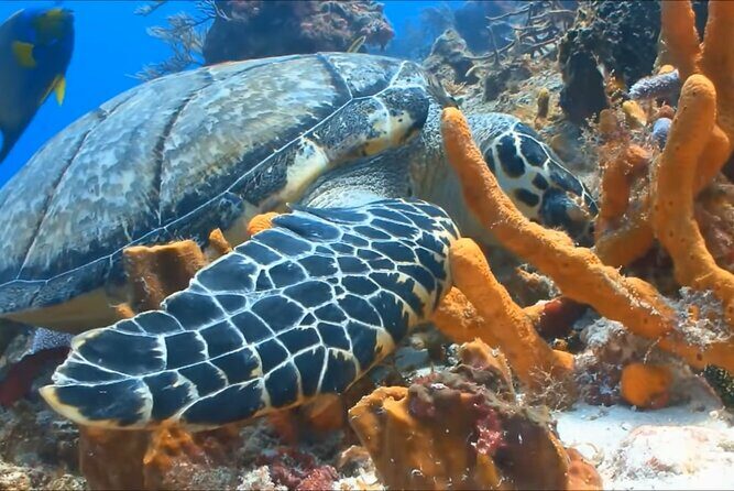Customize Snorkeling with Option shopping Lunch & Stop local food - Who Should Consider This Tour?