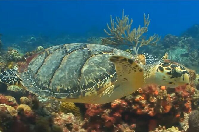 Customize Snorkeling with Option shopping Lunch & Stop local food - Frequently Asked Questions