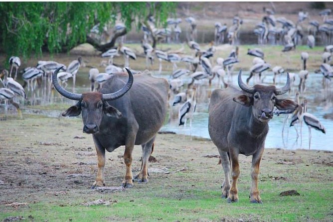 Customize Tour in Sri Lanka - Reviews