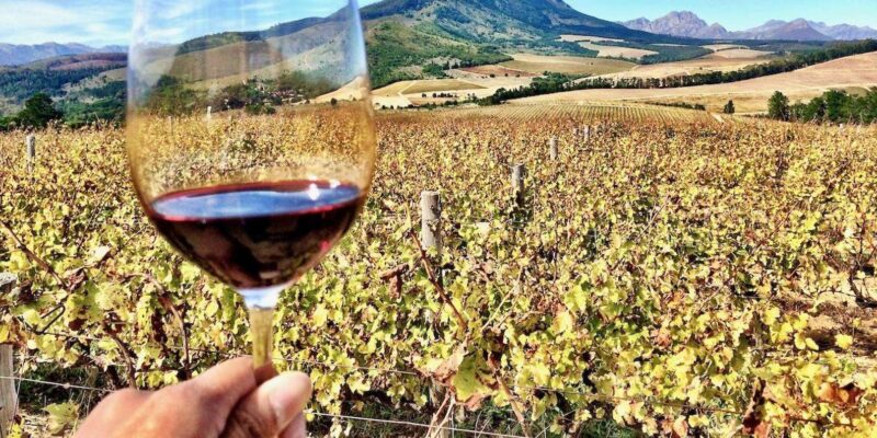 Customized Private Wine Tour - Meerlust Wine Estate