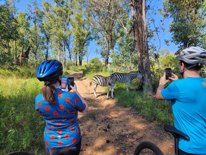 Cycle With Wild Animals (No Predators, Quality Cycles) - Encounter Magnificent Giraffes